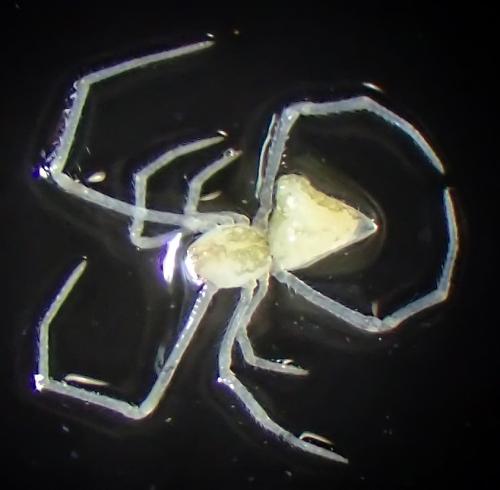 Rhomphaea nasica